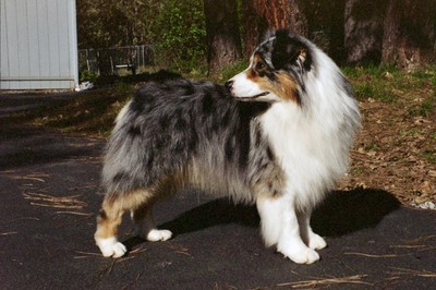 Mcmatt aussies 2025